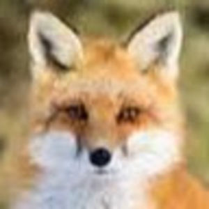 Meet your Posher, Luna